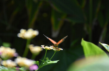 Wings Extended on a Lacewing Butterfly in a Garden