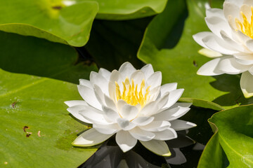 white water lilies