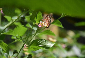 Pretty Lacewing Butterfly in a Lush Garden