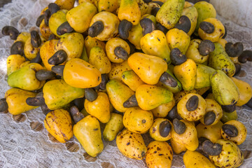 Naklejka na ściany i meble Frutos de anacardos en la zona de Picos en la isla de Santiago en Cabo Verde