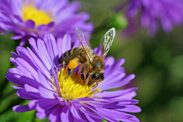 honey bee with pollen on leg collects on purple aster