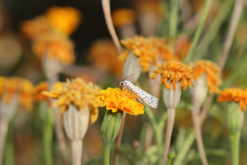 Selective focus shot of orange flowers with a moth butterfly in the garden