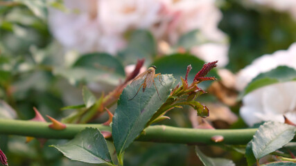 A flying insect sitting on a rose leaf