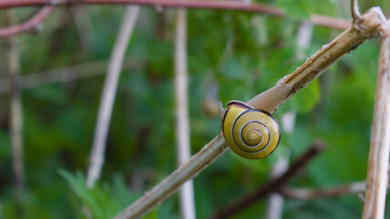 A grove snail (cepaea nemoralis) with beautiful shell sitting at the dry grass