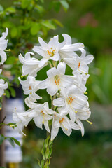 Lilium candidum Madonna true lily white tall flowering plant, beautiful ornamental flowers in bloom