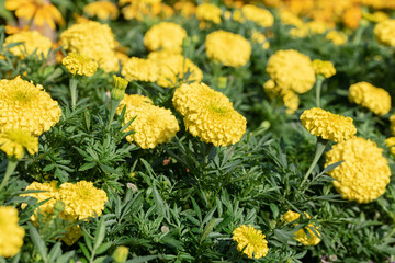 yellow flowers in the garden