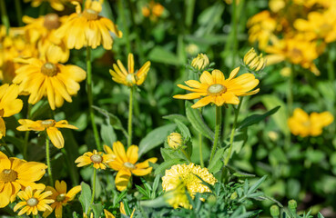 yellow flowers in the garden