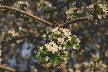 White cherry flowers. The branches of a blossoming tree. Cherry tree with white flowers. Blurred background