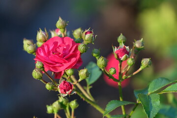 róża,kwiat,działka,ogród,ekologia,światło,cień1