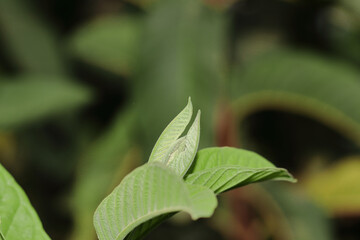 Selective focus shot of guava leaves in the garden