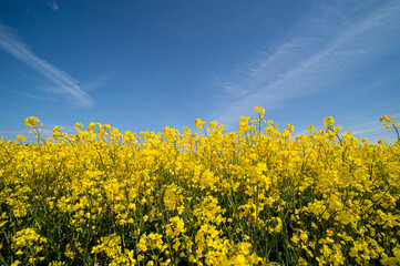 Obraz premium Rapeseed Field Against Blue Sky