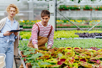 Handsome flower seller helping female buyer to choose a flower for her home standing in the plant store or greenhouse. Woman using tablet in the plant shop or hothouse.