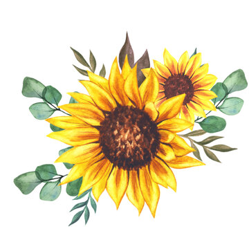 Watercolor sunflowers bouquet, hand painted sunflower bouquets, sunfower flower arrangement. Wedding invitation clipart elements. Watercolor floral. Botanical Drawing. White background.