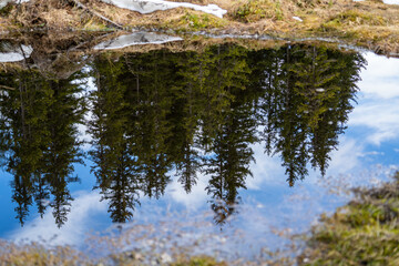 beautiful reflection of trees on the water of the pond in the highmoor on the mountains in spring