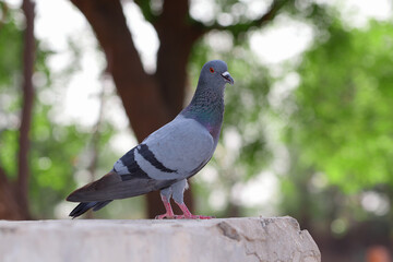 Adorable gray pigeon standing on the stone in the park