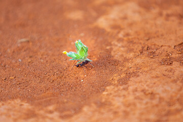 ANT SAÚVA LOADING A LEAF AS FOOD FOR THE NEST. SELECTIVE FOCUS