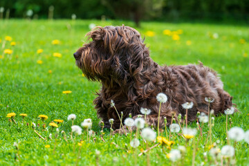 a dog is lying down on a meadow with dandelions on a sunny day