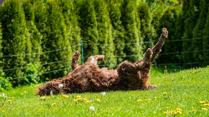 a wallowing dog in the garden on the lawn with dandelions
