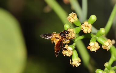 Closeup of a honeybee collecting nectar on blooming flowers