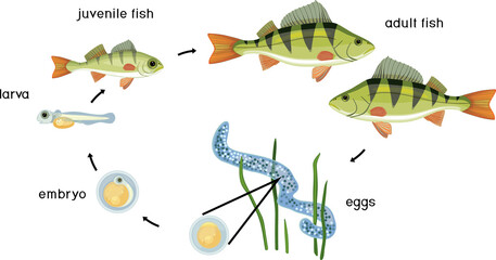 Fish life cycle. Sequence of stages of development of perch (Perca fluviatilis) freshwater fish from egg to adult animal