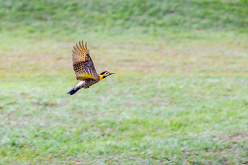 Yellow woodpecker bird flying in selective focus