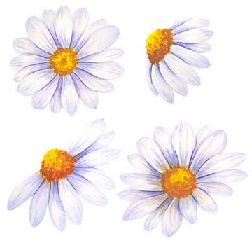 Watercolor daisy hand painted illustration, watercolour daisy isolated on white background. Watercolor floral. Botanical Drawing. Chamomile Watercolor.