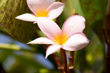 Tropical beautiful spa flower
