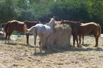 Four horses standing and eating around a bale of hay, sprinkled with straw outside in a paddock