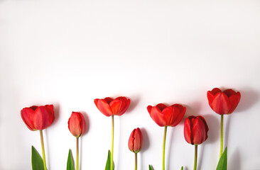 Spring flowers. Red blossoming tulip on a white background. Copy space and flat lay