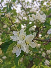 apple tree blossom