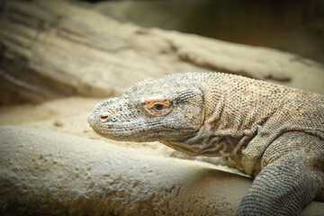Monitor lizard on backyard of rustic village. South Asia fauna near human settlement. Dangerous wild animal. Endangered species of lizard.
