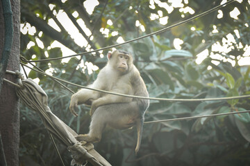 A cute monkey lives in a natural forest. Charismatic monkeys. Island of monkeys.