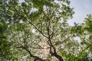 Tree branch with green lush foliage and sunlight shining in the sky
