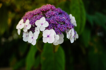 Close-up of a blooming Hydrangea sargentiana.