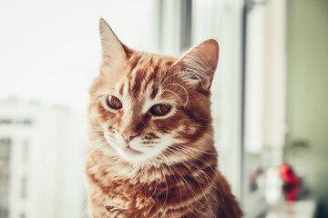 Portrait  of red tabby cat