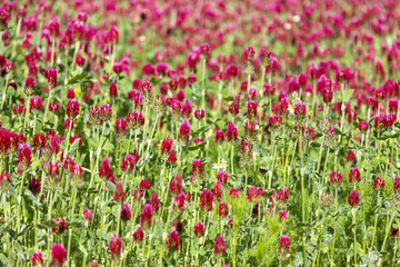 Rotkleefeld in Blüten