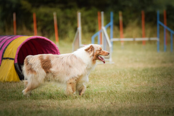 Dog is running in agility.  Amazing evening, Hurdle having private agility training for a sports competition