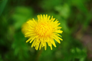 Yellow flowers of dandelions in green backgrounds. Spring and summer background.