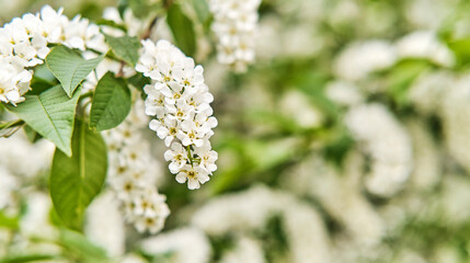 Flowers of a bird cherry against a blurred background.