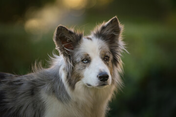 Portrait of border collie with amazing background. Amazing autumn atmosphere in Prague.