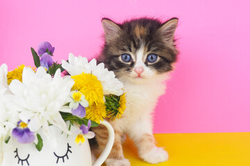 cute fluffy kitten next to a mug with flowers on a yellow-pink background..