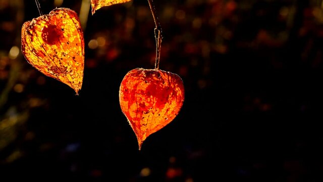 Physalis.Cape Gooseberry.Orange physalis lanterns in sunlight on dark forest background.Physalis Peruviana.Autumn nature