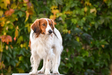 Dog kooikerhondje is standing on something. Nice dog in autumn nature.