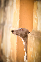 Dog Whippet is standing on street. Nice dog in the city center.