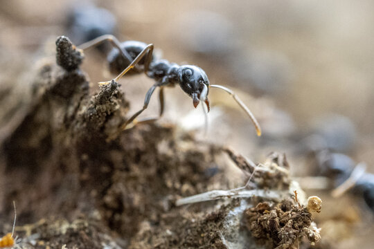 Ants Inside Anthill In The Wood