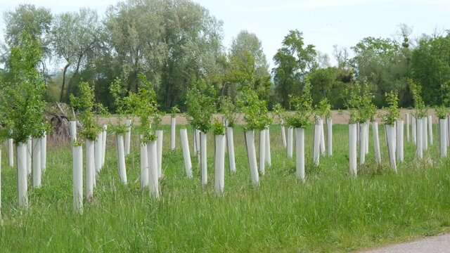 A young garden of fruit and berry trees, namely apple trees in special white tubes, which help the young tree not to break and keep its shape
