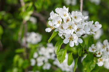 Obraz na płótnie Canvas spring blooming fruit tree leaves trunk