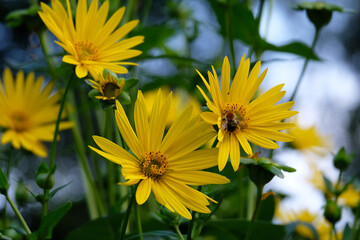 Pszczoła ,owad,żółte kwiaty popołudnie działka,ogród