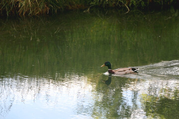 Mallard duck swimming in a river on a sunny day. Selective focus.