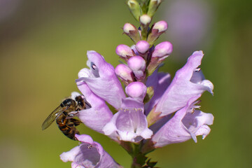 Pszczoła i kwiat Odętka słoneczny dzień na działce 2